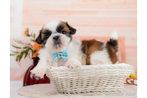 成約済の神奈川県のシーズー-305581の9枚目