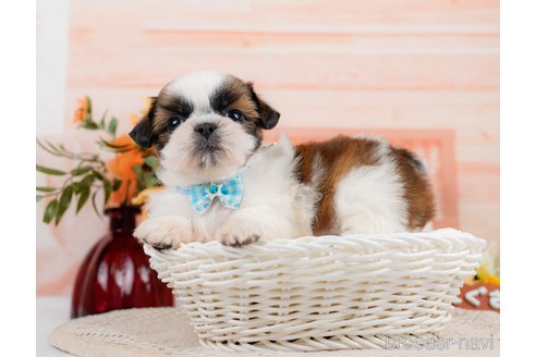 成約済の神奈川県のシーズー-305581の10枚目