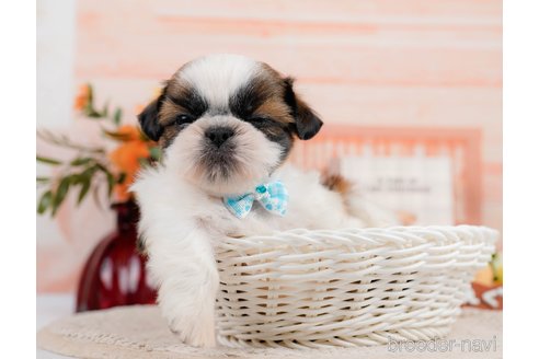 成約済の神奈川県のシーズー-305581の11枚目