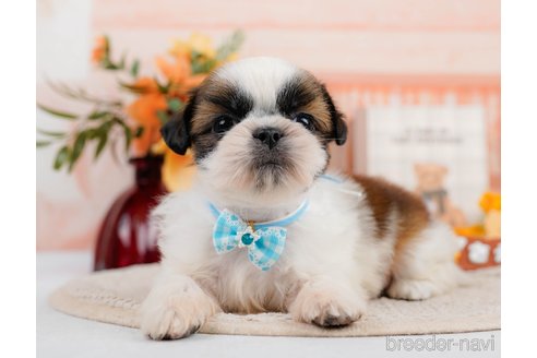 成約済の神奈川県のシーズー-305581の12枚目