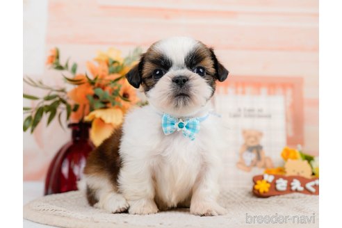 成約済の神奈川県のシーズー-305581の13枚目