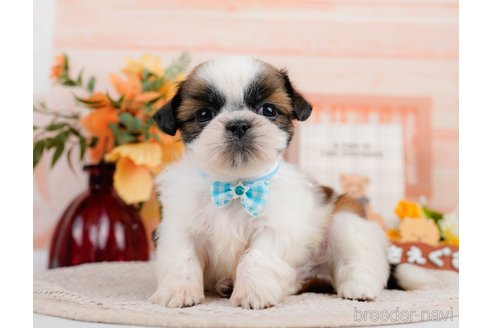 成約済の神奈川県のシーズー-305581