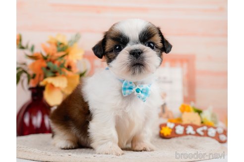 成約済の神奈川県のシーズー-305581の4枚目