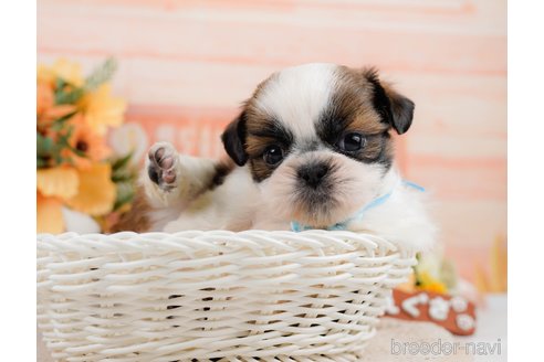 成約済の神奈川県のシーズー-305581の5枚目