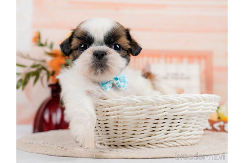 成約済の神奈川県のシーズー-305581の6枚目