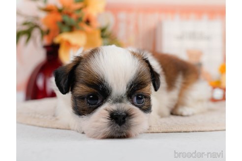 成約済の神奈川県のシーズー-305581の7枚目