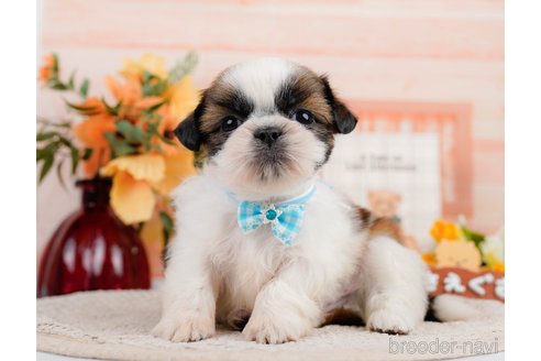 成約済の神奈川県のシーズー-305581の3枚目