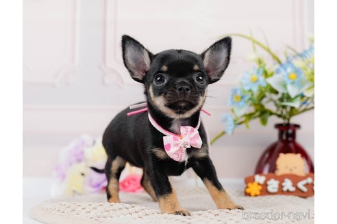 成約済の神奈川県のチワワ(スムースコート)-305583の8枚目