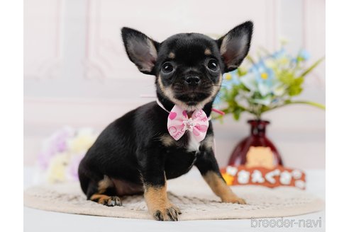 成約済の神奈川県のチワワ(スムースコート)-305583の9枚目