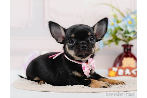 成約済の神奈川県のチワワ(スムースコート)-305583の10枚目