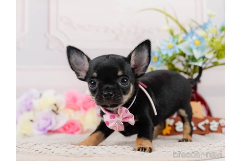 成約済の神奈川県のチワワ(スムースコート)-305583の3枚目