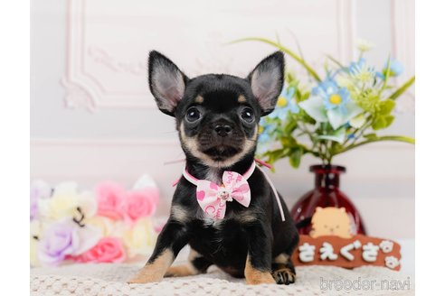 成約済の神奈川県のチワワ(スムースコート)-305583の4枚目