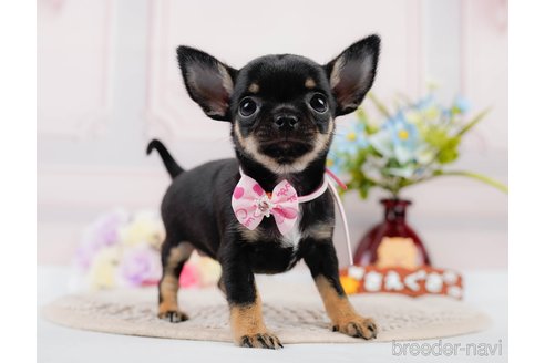 成約済の神奈川県のチワワ(スムースコート)-305583