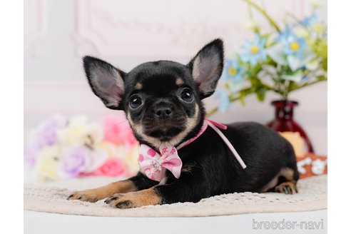 成約済の神奈川県のチワワ(スムースコート)-305583の5枚目