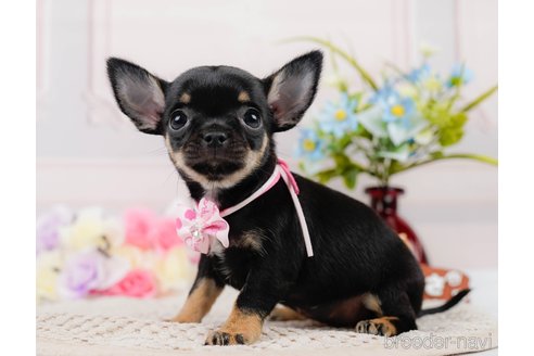 成約済の神奈川県のチワワ(スムースコート)-305583の6枚目