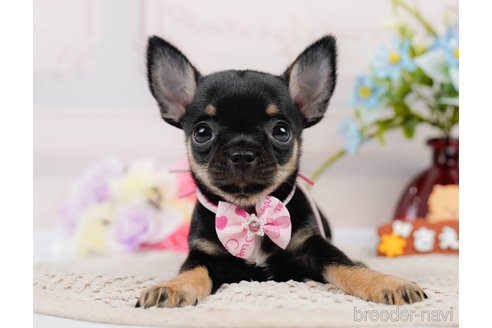 成約済の神奈川県のチワワ(スムースコート)-305583の7枚目