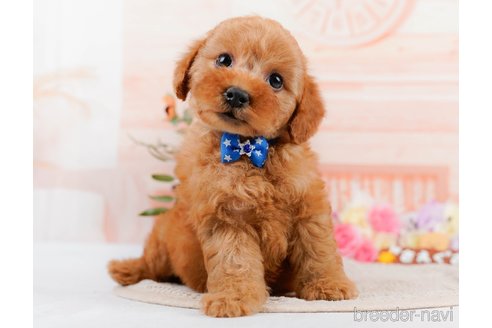 成約済の神奈川県のトイプードル-305586の9枚目