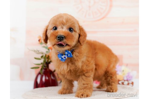 成約済の神奈川県のトイプードル-305586の10枚目