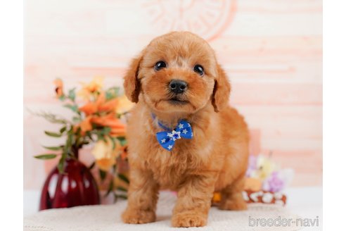 成約済の神奈川県のトイプードル-305586の11枚目