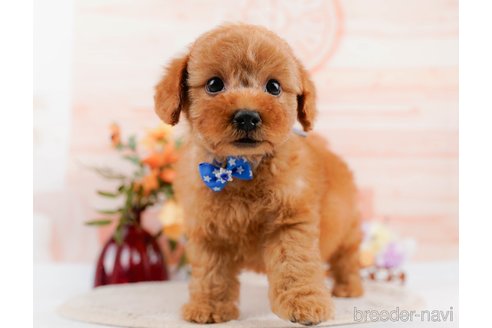 成約済の神奈川県のトイプードル-305586の5枚目