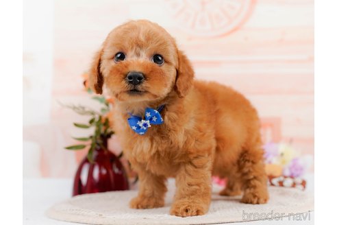 成約済の神奈川県のトイプードル-305586の6枚目