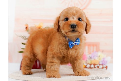 成約済の神奈川県のトイプードル-305586の7枚目