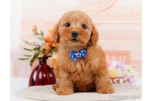 成約済の神奈川県のトイプードル-305586の8枚目