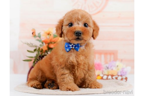 成約済の神奈川県のトイプードル-305586