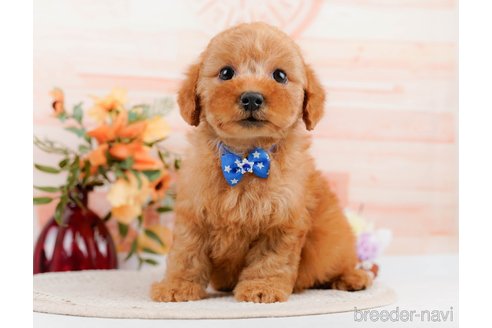 成約済の神奈川県のトイプードル-305586の3枚目