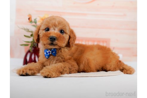 成約済の神奈川県のトイプードル-305586の4枚目