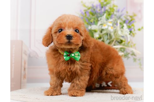 成約済の神奈川県のトイプードル-305588の6枚目