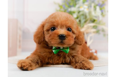 成約済の神奈川県のトイプードル-305588の7枚目