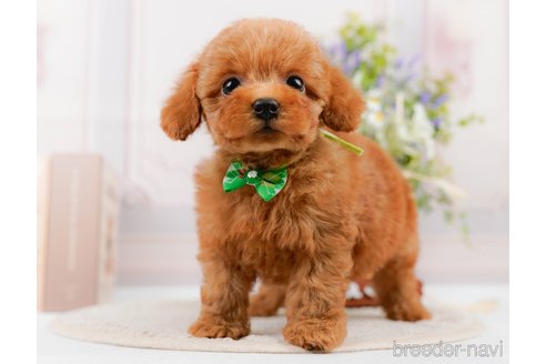 成約済の神奈川県のトイプードル-305588の8枚目