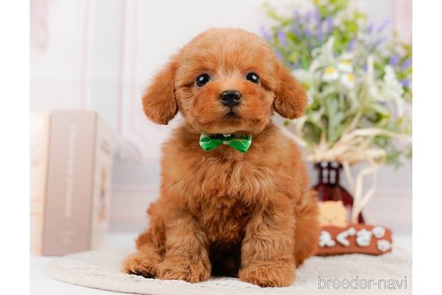 成約済の神奈川県のトイプードル-305588の9枚目