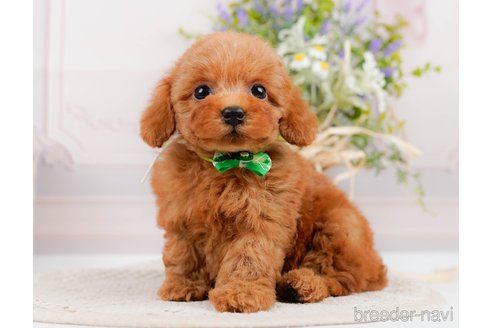 成約済の神奈川県のトイプードル-305588の10枚目