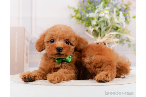 成約済の神奈川県のトイプードル-305588の11枚目