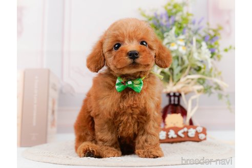 成約済の神奈川県のトイプードル-305588の3枚目