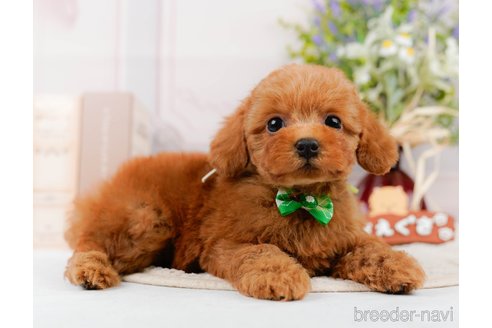 成約済の神奈川県のトイプードル-305588の4枚目