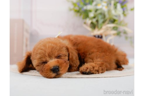 成約済の神奈川県のトイプードル-305588の5枚目