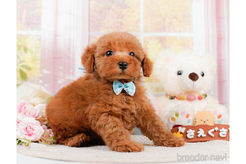 成約済の神奈川県のトイプードル-305590の10枚目