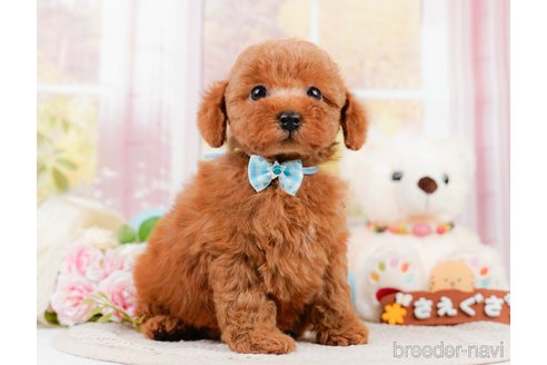 成約済の神奈川県のトイプードル-305590の7枚目