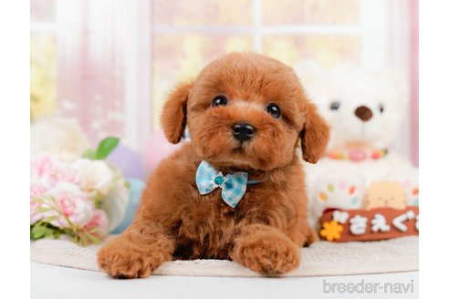 成約済の神奈川県のトイプードル-305590の6枚目