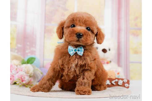 成約済の神奈川県のトイプードル-305590の8枚目