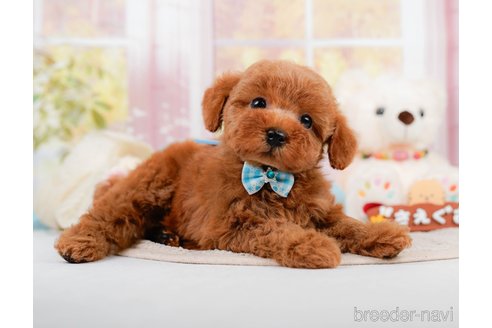 成約済の神奈川県のトイプードル-305590の9枚目