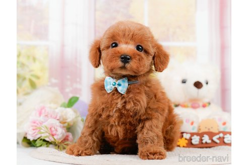 成約済の神奈川県のトイプードル-305590の1枚目