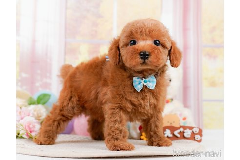 成約済の神奈川県のトイプードル-305590の3枚目