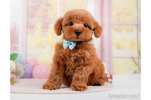 成約済の神奈川県のトイプードル-305590の2枚目