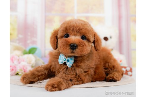 成約済の神奈川県のトイプードル-305590の4枚目