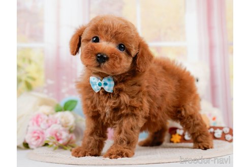 成約済の神奈川県のトイプードル-305590の5枚目