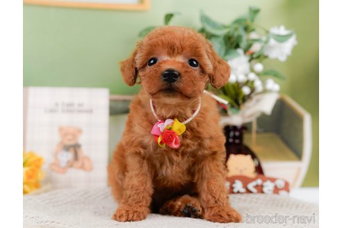 成約済の神奈川県のトイプードル-305592の7枚目